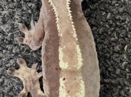 Proven Breeder Dark Base Partial Pinstripe Female Crested Gecko