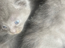 grey kittens
