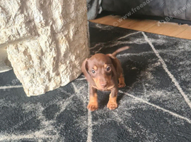 Miniature dachshund