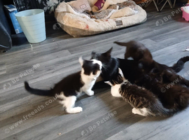 Kittens for sale