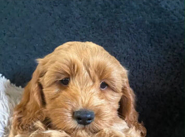 Baby cockapoos ready to leave Monday!!