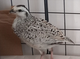 Snowflake Bobwhite Quail - Male
