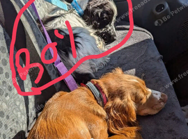 3 Cocker spaniel dogs