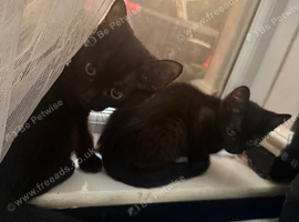 2 cats needing new homes