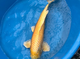 Various Japanese koi