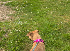 Rehome female dog