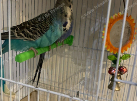 2 budgies male and female. Comes with cage and food.