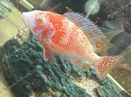 Cichlids for sale