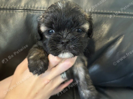5 pugzu puppies