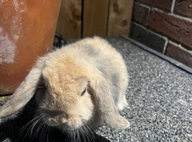 Male lop rabbit