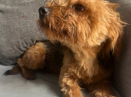 Yorkshire terrier boy