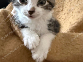 Beautiful kittens looking for forever homes