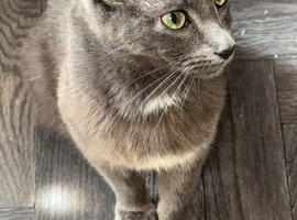 Gorgeous Russian Blue Mix Kittens &ndash; 1 Boy