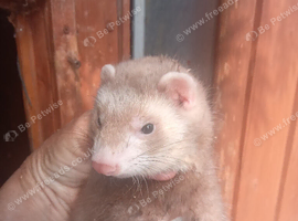 Baby ferrets