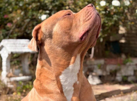4 Year Old American Bulldog