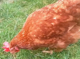 X2 laying hens