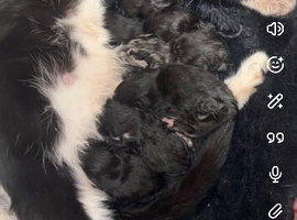 Kittens