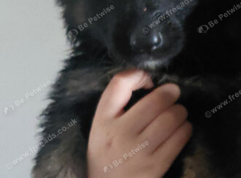 Long hair German shepherd