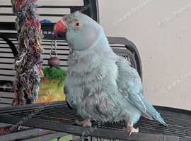 Blue Indian ringneck
