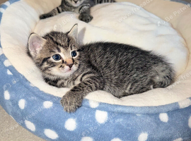 2 male kittens