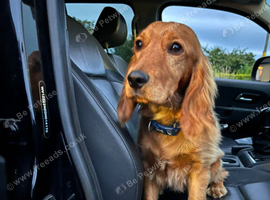 Cocker spaniel