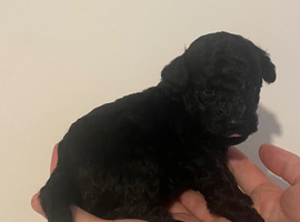 Toy cockapoo pups