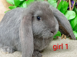 French lop ready now