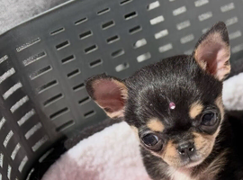 Chihuahua puppy