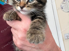 2 beautiful kittens brother and sister