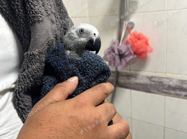 African grey