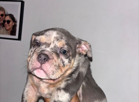 Pocket bully puppy