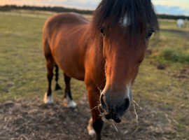 URGENT Looking for a stable within the Merseyside area for a 14hh gelding