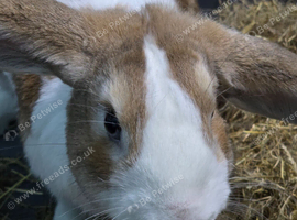 Mixed lop