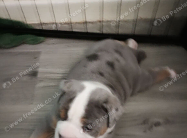 Tri Merle olde English Bulldog male puppy