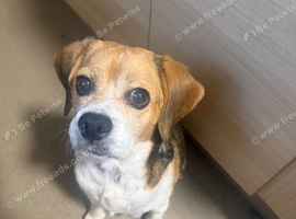 Beagle cross pug looking  to go to loving home!