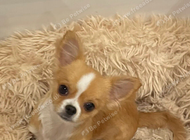 Chihuahua baby boys