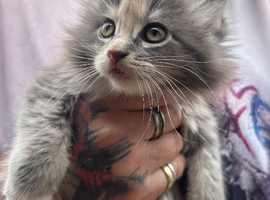 TICA Maine Coon Kittens Polydactyl