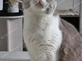 Female british shorthair