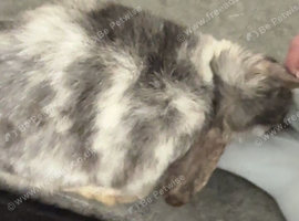 1 year old female rabbit