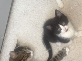 2 male kittens