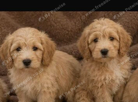 Beautiful CAVAPOO puppies for sale