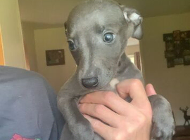 Blue kennel club registered whippet pups