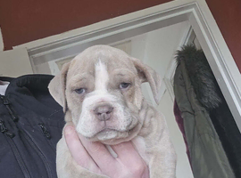 Bulldog puppies 10 weeks boys 5 available