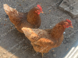 2 chickens