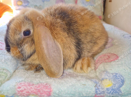 Mini lop kits available to reserve