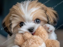 Wonderful home waiting for a small puppy or smalldog.