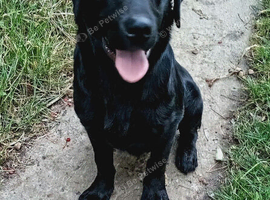 Labrador dog