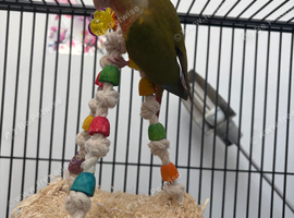 Hand Reared Baby Pineapple Conure