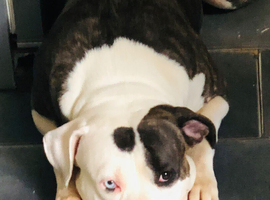 American Bulldog Puppies