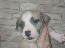 Beautiful staffy puppies looking for there forever loving home